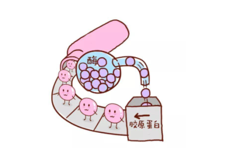 胶原蛋白2.png