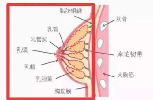 缩胸 缩胸