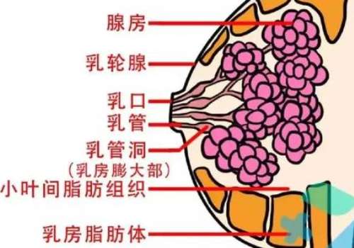 胸5.jpg