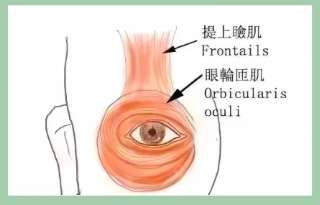 双眼皮 双眼皮
