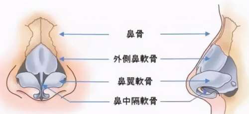 鼻子 鼻子