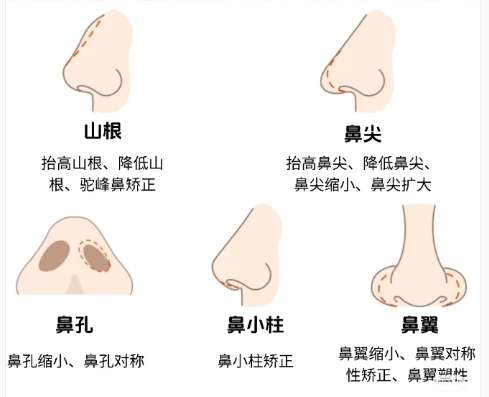鼻子 鼻子