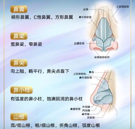 鼻子 鼻子