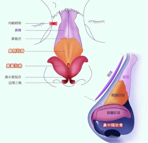 鼻子 鼻子